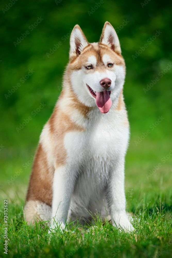 Portrait of Siberian husky on green foliage background