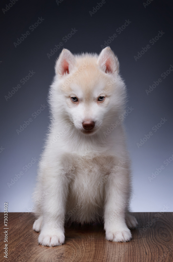 Cute little puppy of siberian husky Cute little puppy of siberian husky
