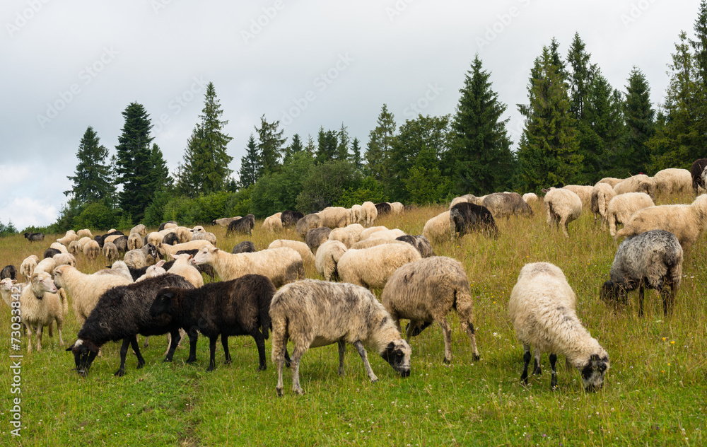 Flock of sheep in the meadow in the Carpathians Flock of sheep in the meadow in the Carpathians