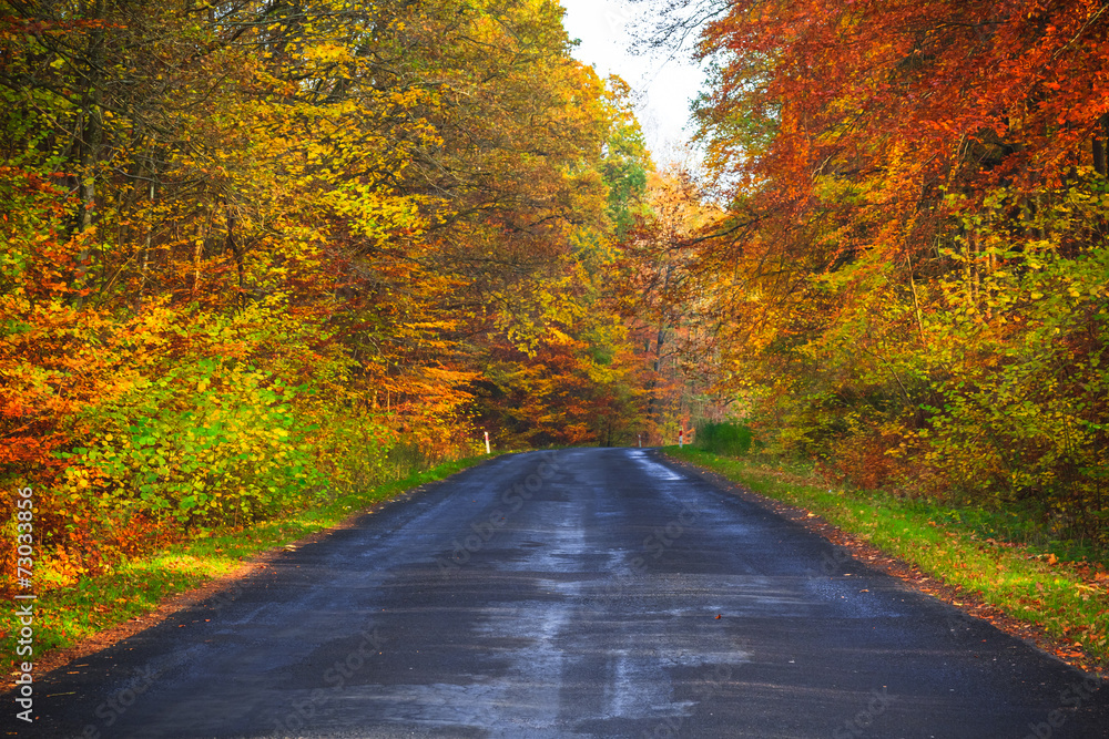 road depths autumn forest trees colorful leaves