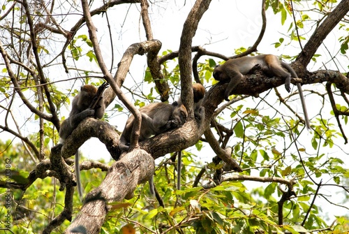 sleeping monkeys © Alex