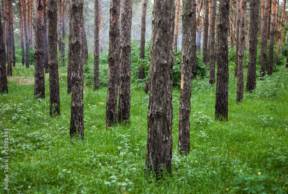 Naklejka premium Green coniferous forest in the foggy weather