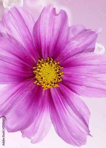 Beautiful flower closeup