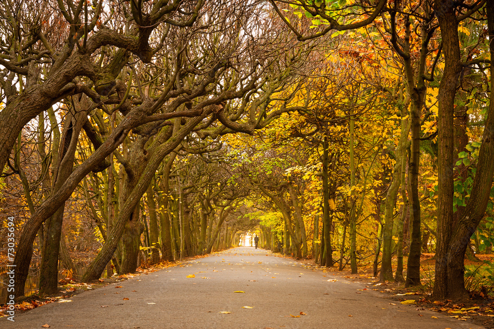 Obraz premium Autumnal alley in the park of Gdansk, Poland