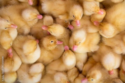 Poultry farm. Ducklings