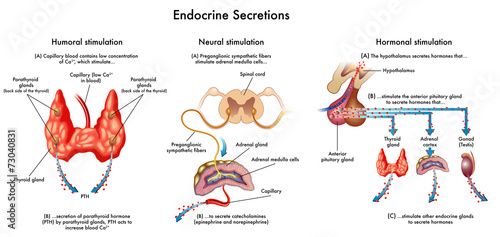 secrezioni endocrine photo