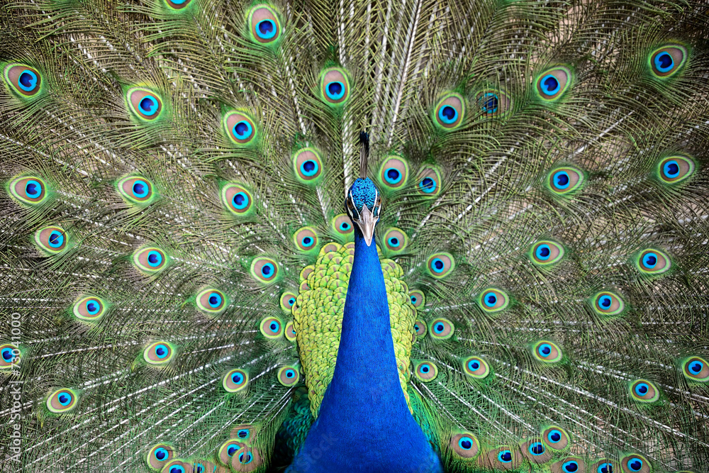 Obraz premium beautiful peacock with feathers out