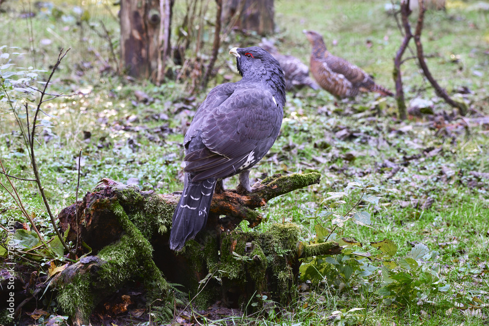 Auerhahn StockFoto Adobe Stock