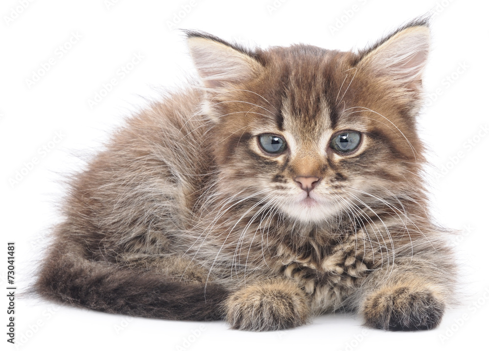 Kitten on a white background