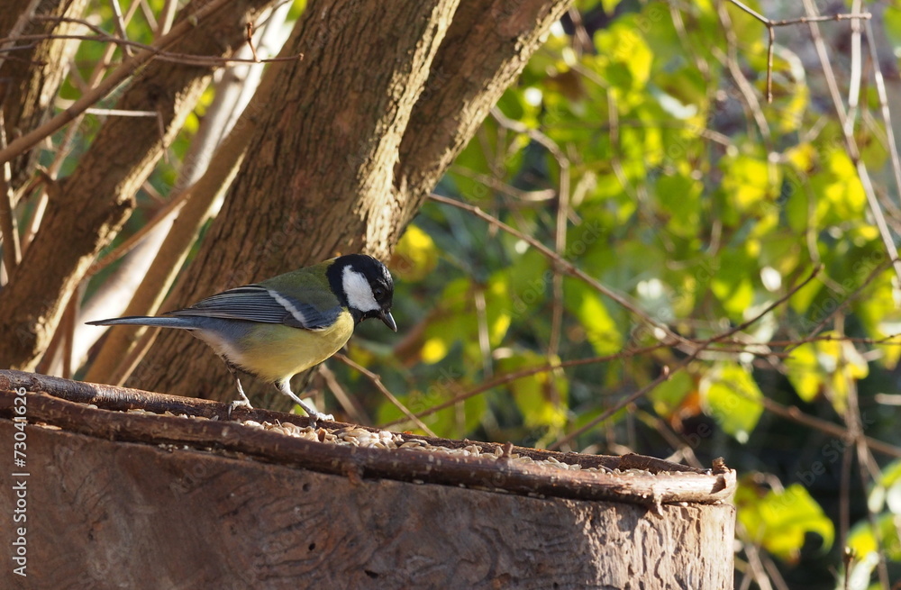 Obraz premium coalmouse