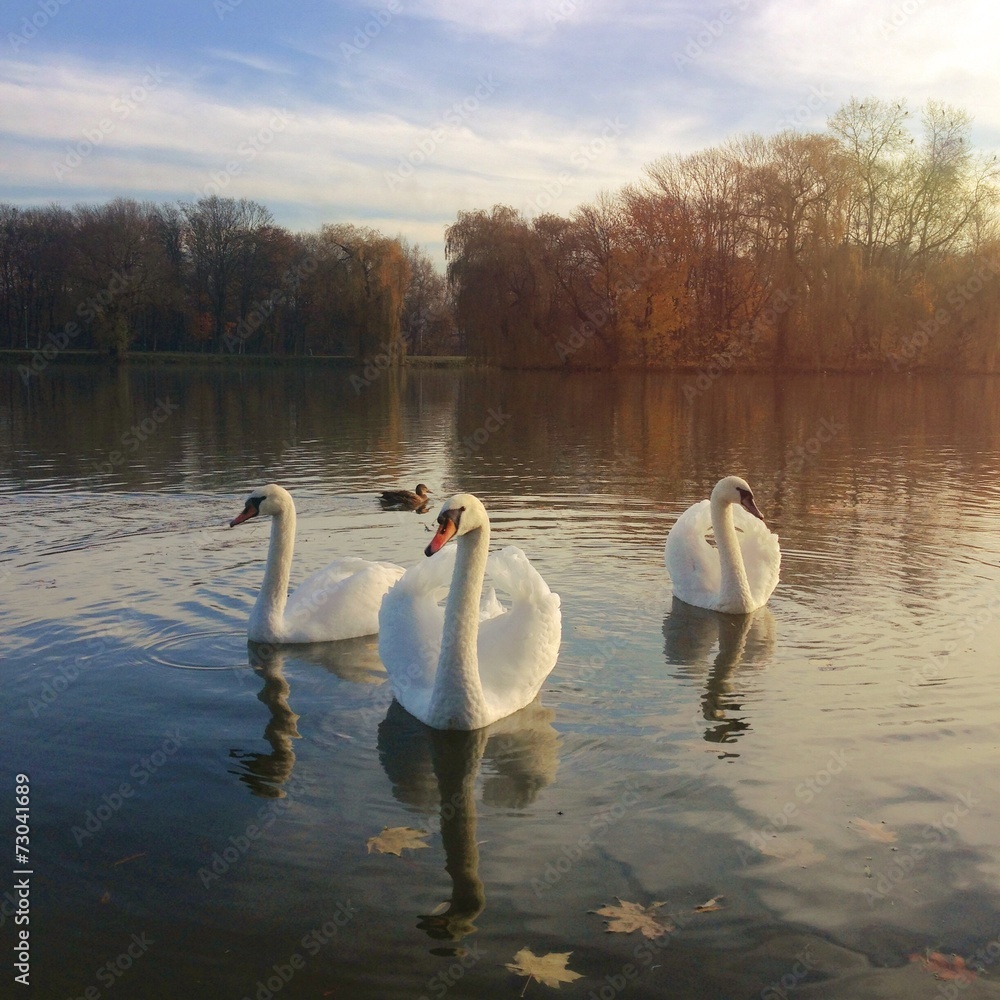 View of the swans