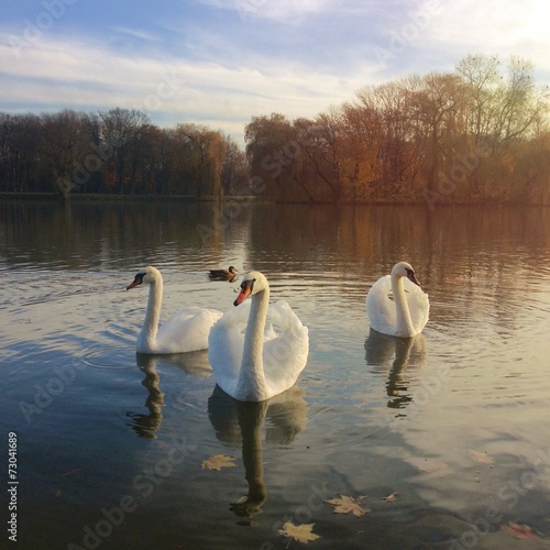 Obraz na płótnie View of the swans w salonie
