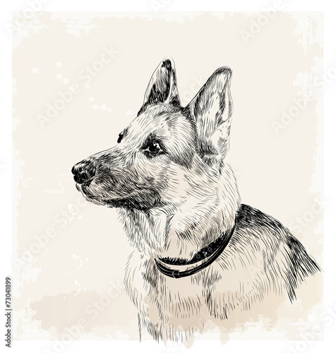 ink portrait of the german shepherd dog