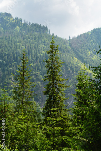 Tatra woods