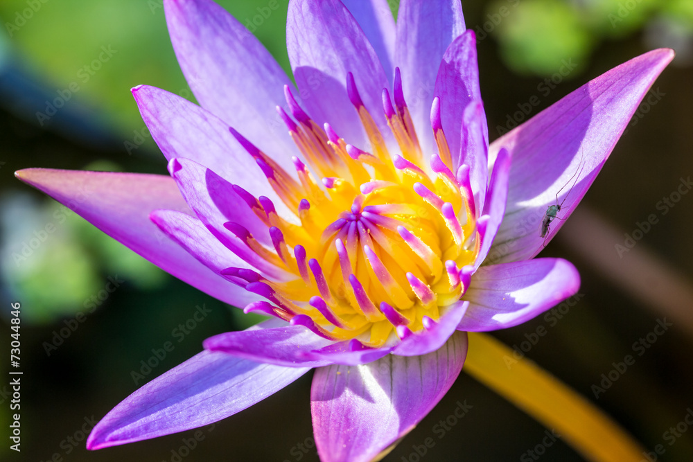 Violet Lotus Flower Closeup Violet Lotus Flower Closeup