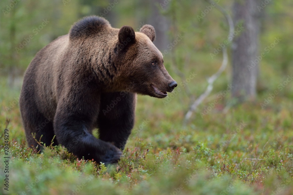 Bear walking in the forest