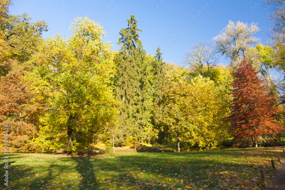 Autumn forest scene Autumn forest scene