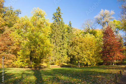 Autumn forest scene