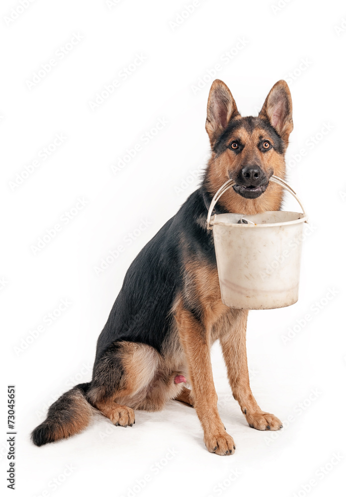 Shepherd on a white background Shepherd on a white background