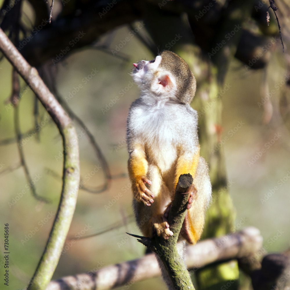 Obraz premium Common squirrel monkey