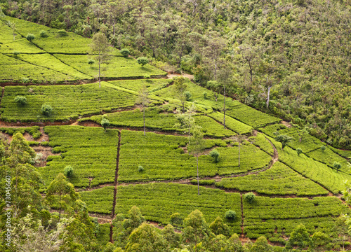 Tea plantation. Sri Lanka