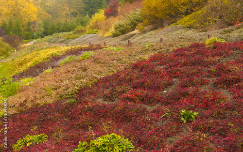 multi colored garden in autumn