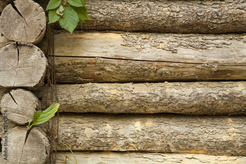 Old pine tree trunks with freen leaves background