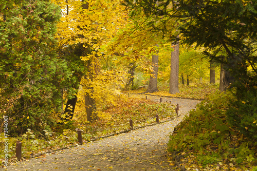tangled road in autumn park