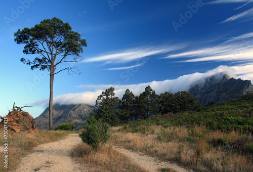 Pine tree against the sky and   able mountain in Cape town