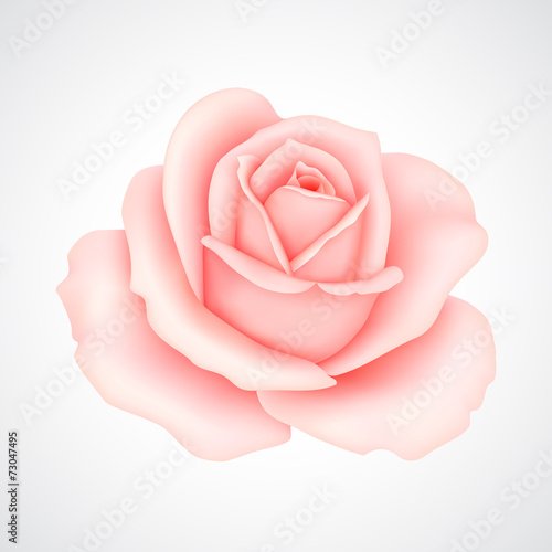 Pink rose
