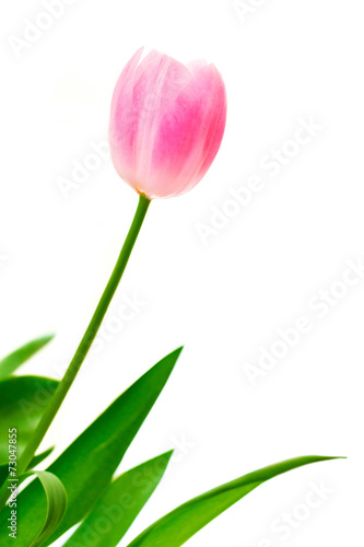 Fototapeta Naklejka Na Ścianę i Meble -  Pink tulip flower isolated on white