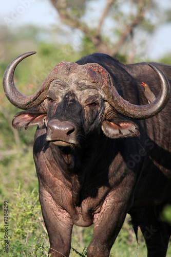 Cape Buffalo (Syncerus caffer), big bull, Eastern Cape