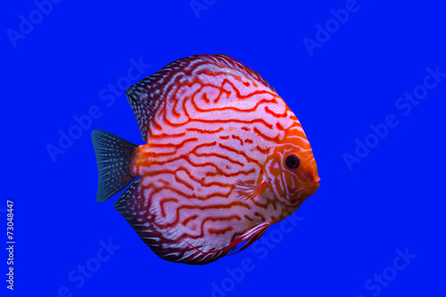 Pompadour Fish