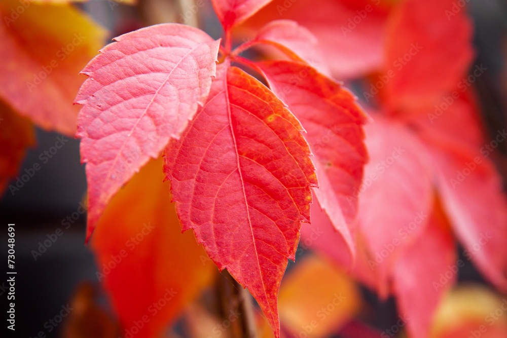Autumn red colorful tree leaves Autumn red colorful tree leaves