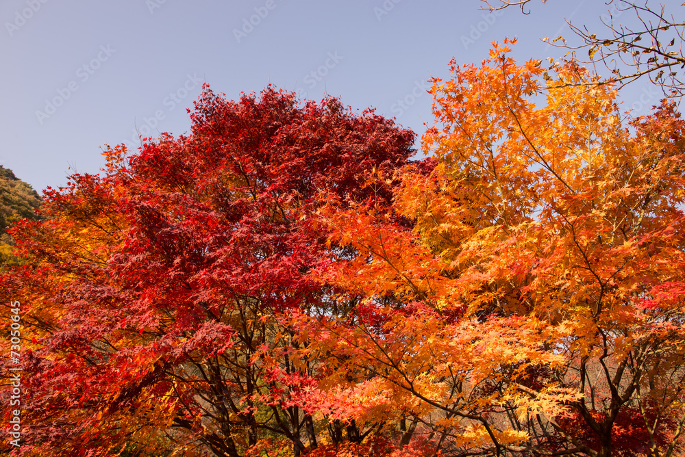 The colors of autumn The colors of autumn