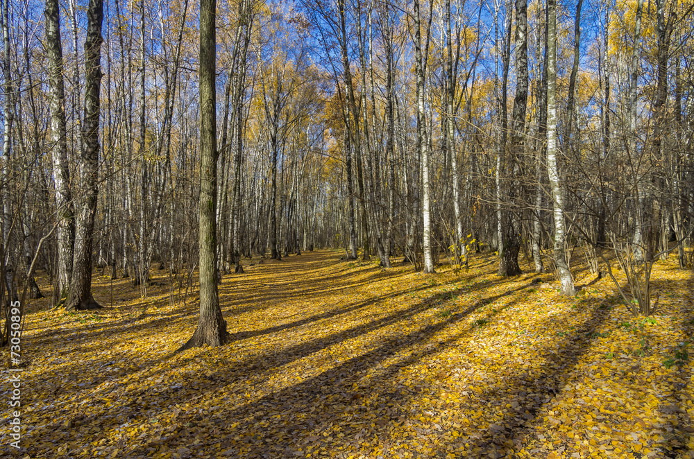 Fototapeta premium Autumn forest in October.