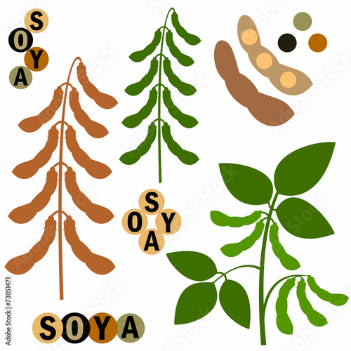 Soya