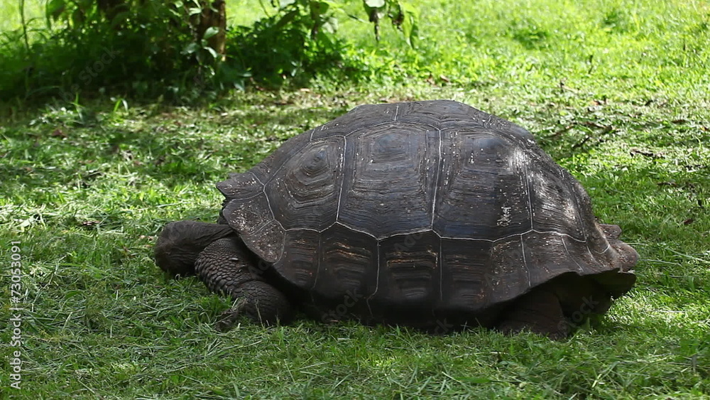 Galapagos Tortoise, Geochelone nigra, close view Galapagos Tortoise, Geochelone nigra, close view