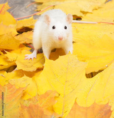 white pet rat sitting on yellow leaves and looks ahead © Happy monkey