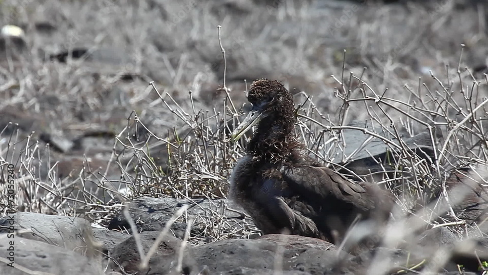 Waved Albatross Chick, Phoebastria irrorata, from the Galapagos Waved Albatross Chick, Phoebastria irrorata, from the Galapagos