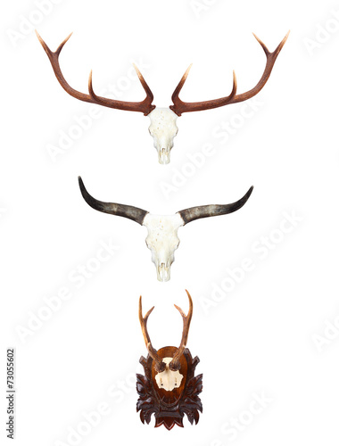 Animal skulls with antlers and horns.