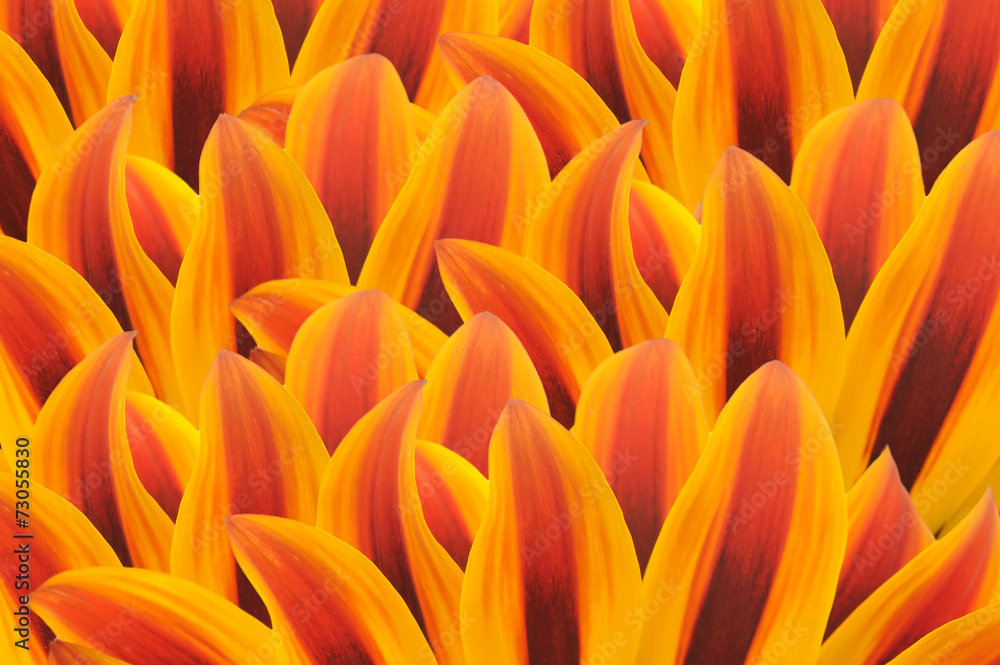 Flower Petal Background Flower Petal Background
