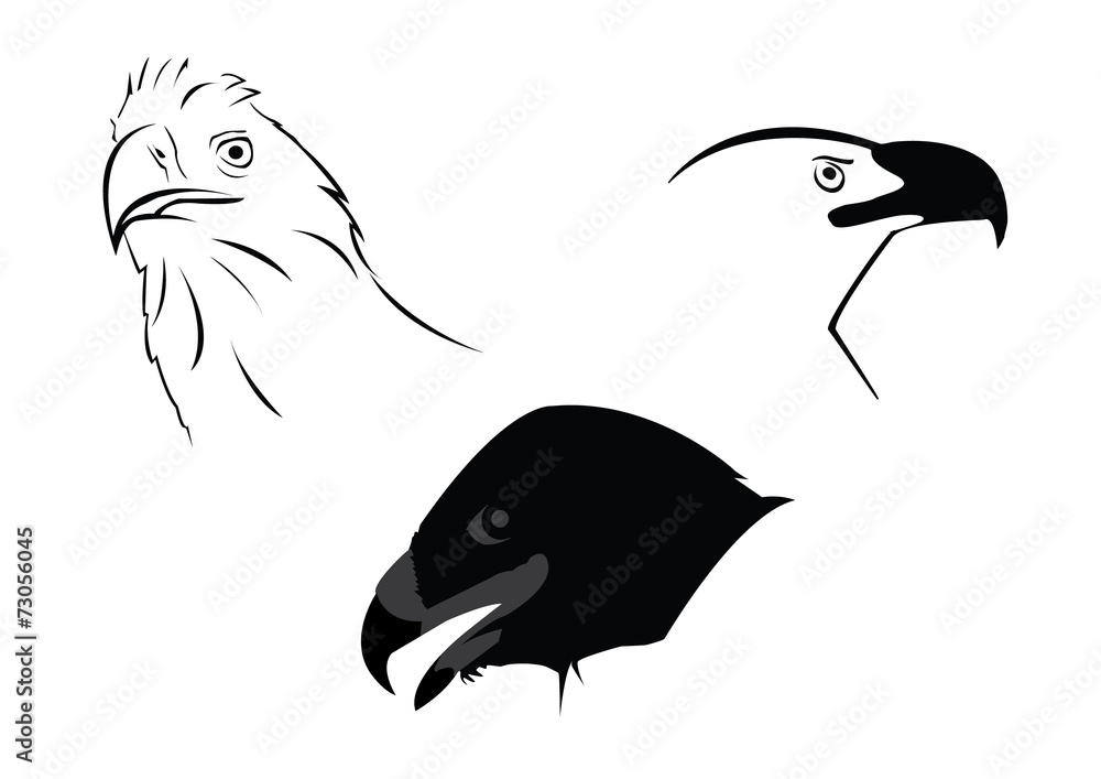 Obraz premium orzeł