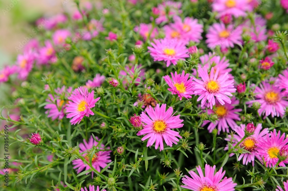 Pink New York Aster Flowers Pink New York Aster Flowers