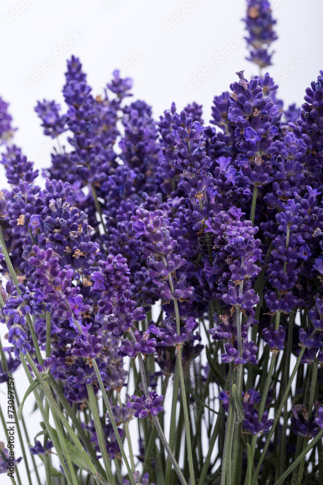Naklejka premium .Lavender isolated on white background. Close up.