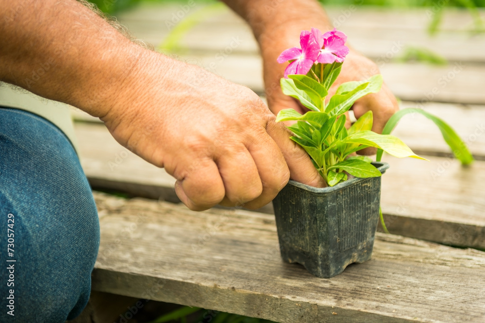 Gardener planting flowers