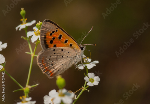 Wallpaper Mural American Copper Nectaring in a Wisconsin Prairie Torontodigital.ca