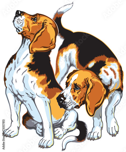 beagles