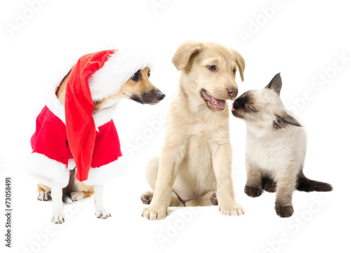 funny dog in Christmas costumes