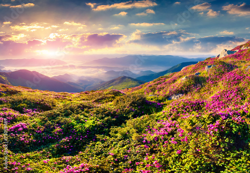 Magic pink rhododendron flowers in the mountains. Summer sunrise © Andrew Mayovskyy